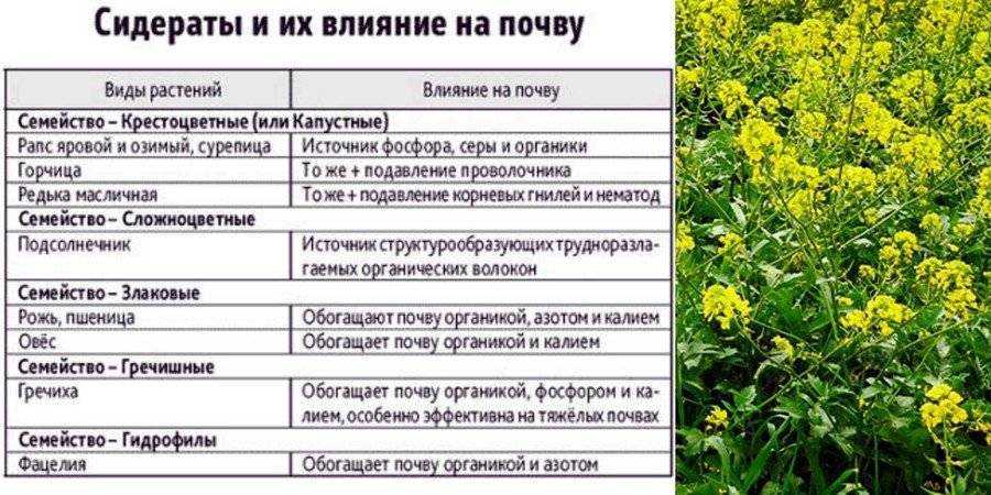 Зелень похожая на петрушку как называется