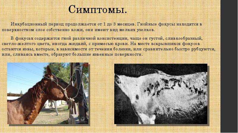 Болезни лошадей: профилактика и лечение | агропромышленный вестник