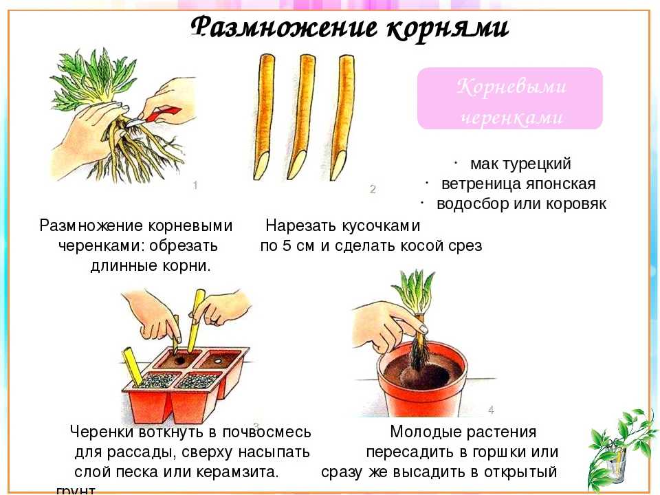 Выращивание мяты на подоконнике дома: посадка, уход, сбор урожая
