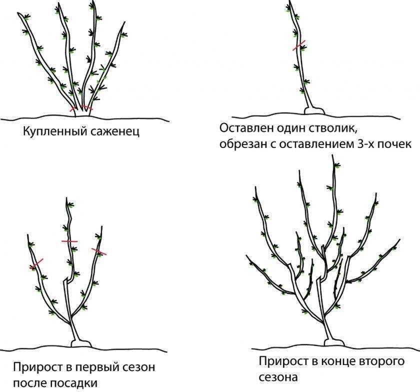 Обработка смородины весной от болезней и вредителей