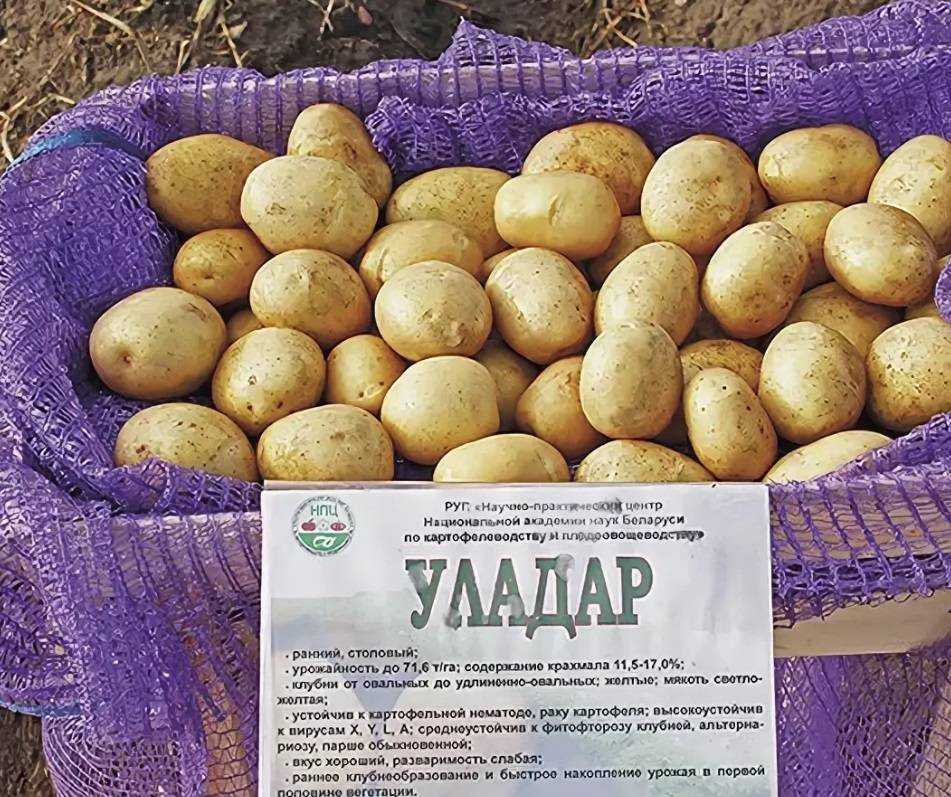 Картофель рамона: описание и характеристика голландского сорта, отзывы и правила выращивания