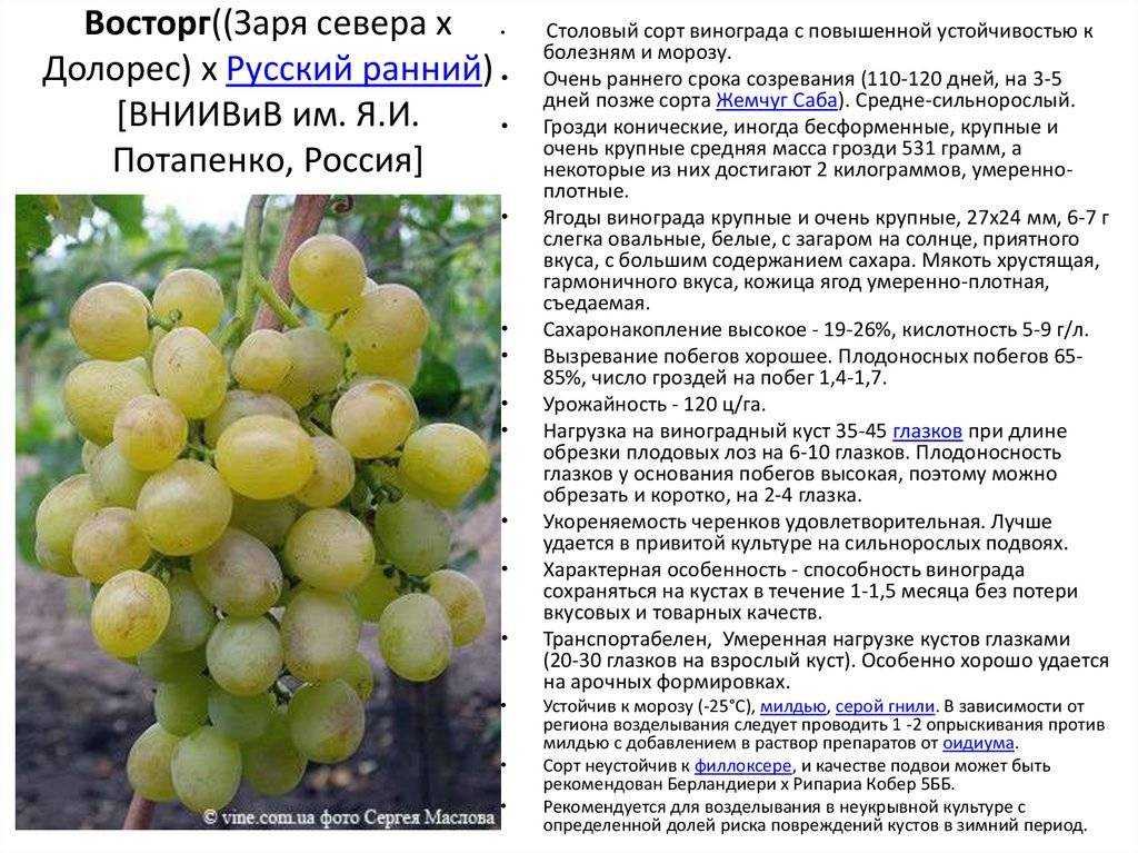 Виноград темпранильо: описание сорта, характеристики, фото
