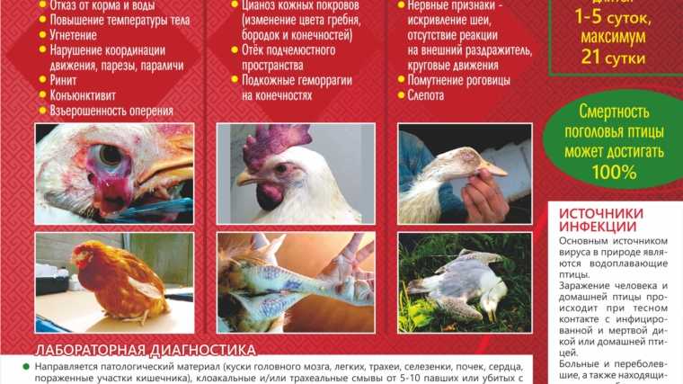 Чихание и хрипы у цыплят-бройлеров: причины, симптомы и лечение