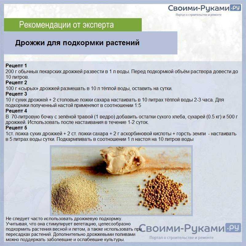 Хлеб как удобрение для огурцов, помидор, растений, отзывы, применение с йодом / дрожжами / золой