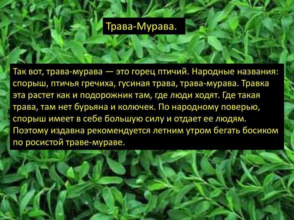 Спорыш: полезные свойства, применение, противопоказания