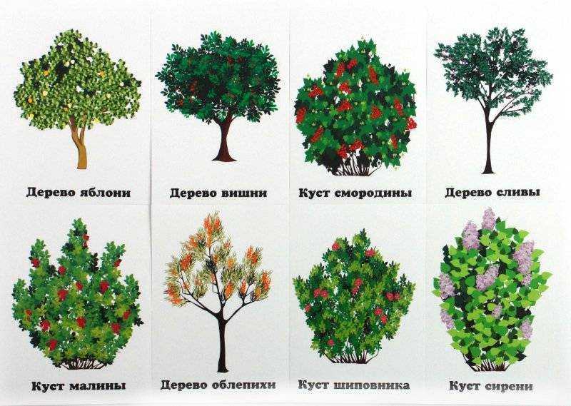 Арки, перголы, берсо, трельяжи в декорировании сада - нюансы и особенности