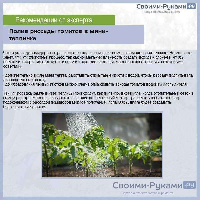 Проверенный метод как вырастить помидоры на подоконнике или балконе
