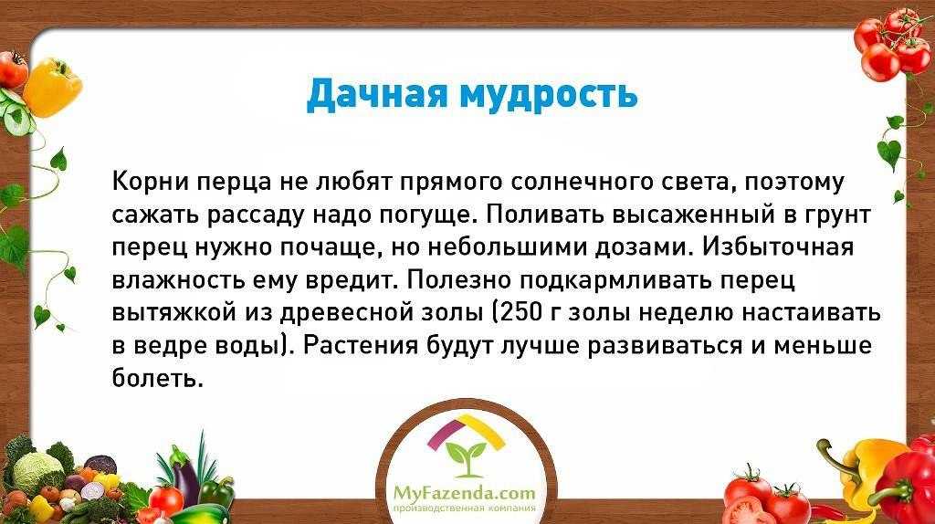 Кабачки: когда и как сажать на рассаду и в открытый грунт, выращивание и уход, хранение