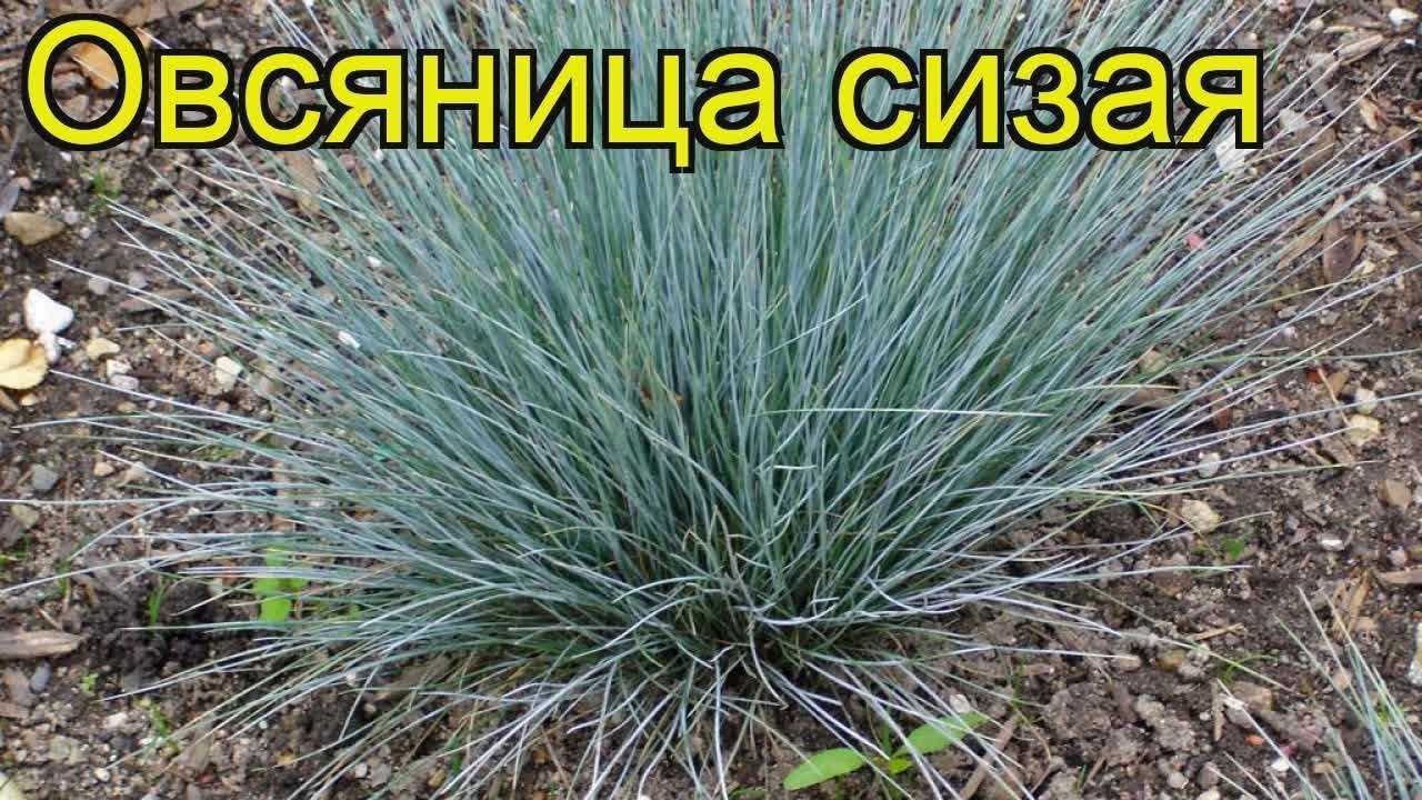 Овсяница сизая: описание, посадка и уход