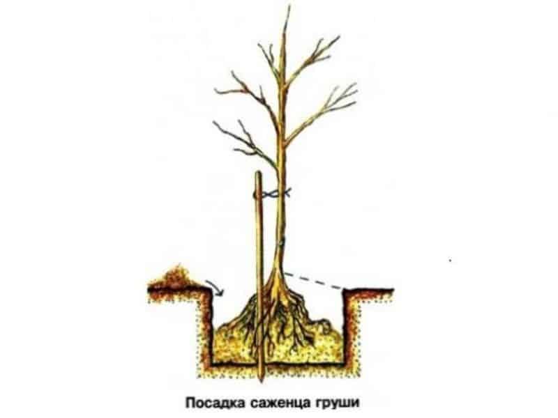 Посадка груши летом с закрытой корневой системой