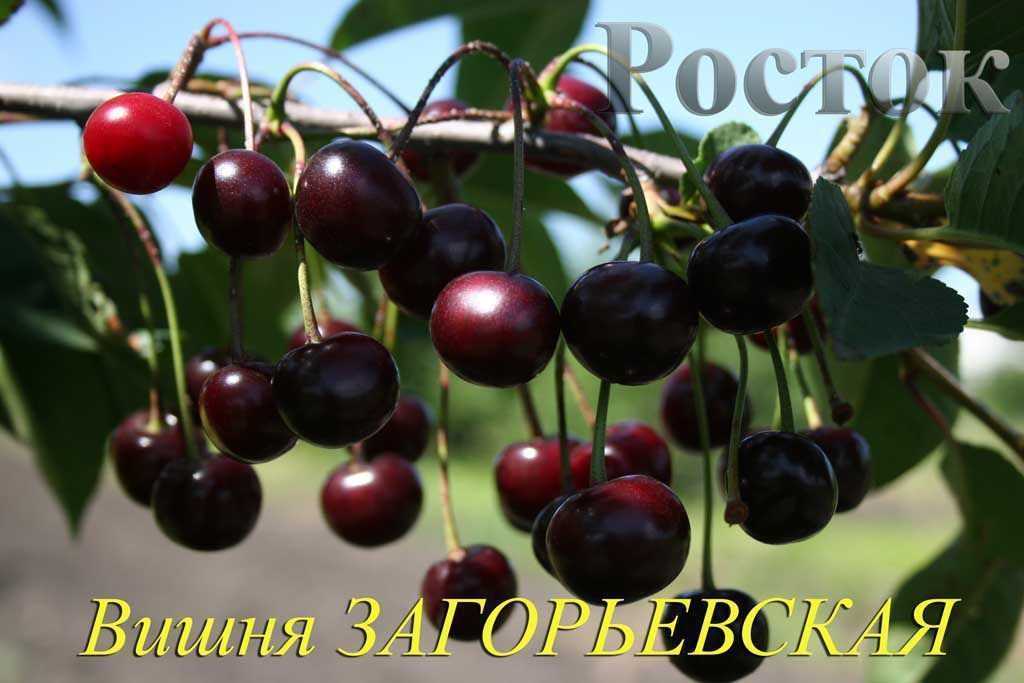 О вишне Загорьевской: описание и характеристики сорта, посадка и уход