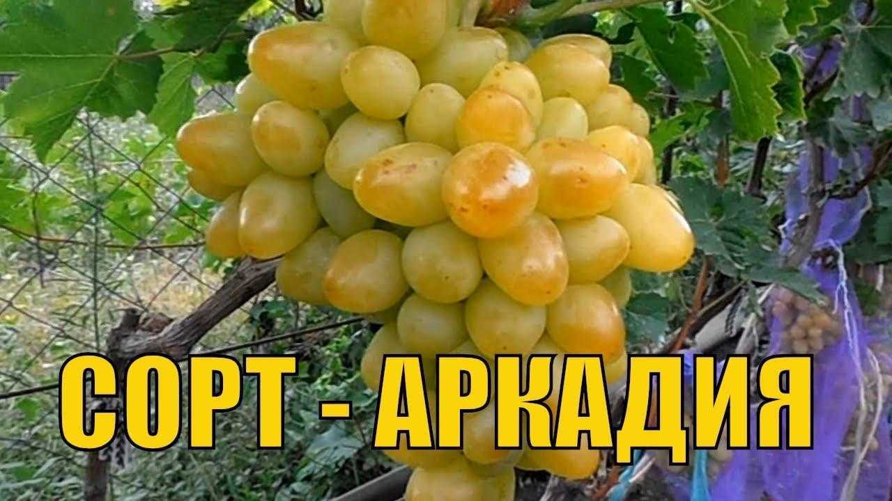 Виноград аркадия: характеристики сорта и особенности выращивания