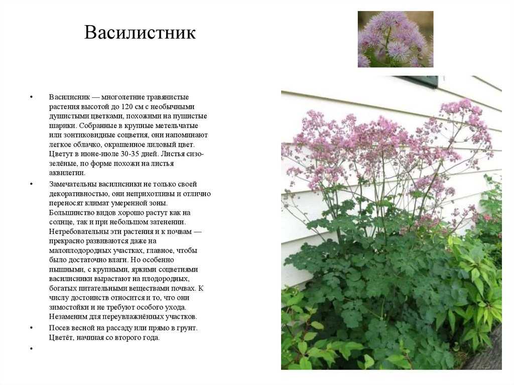 Цветок василистник - уход, описание, сорта, лечебные свойства и фото василистника