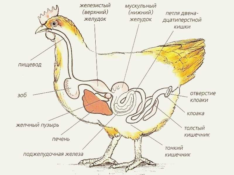 ᐉ зачах цыпленок что делать - godacha.ru