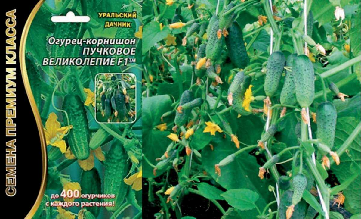 Голландские огурцы: сорта, выращивание