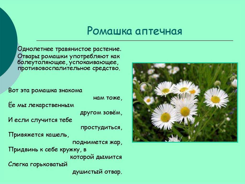 Ромашки: выращивание в саду, виды и сорта