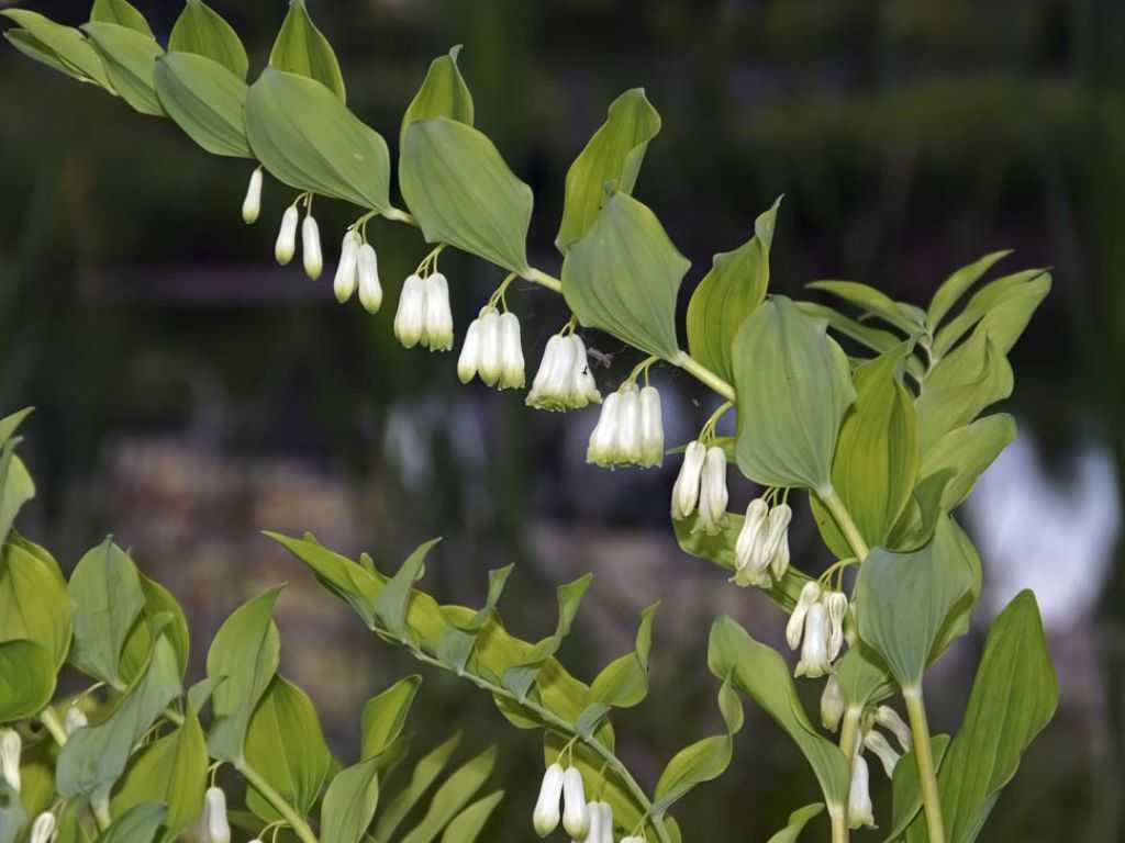 Купена (соломонова печать) - фото, посадка и уход в открытом грунте