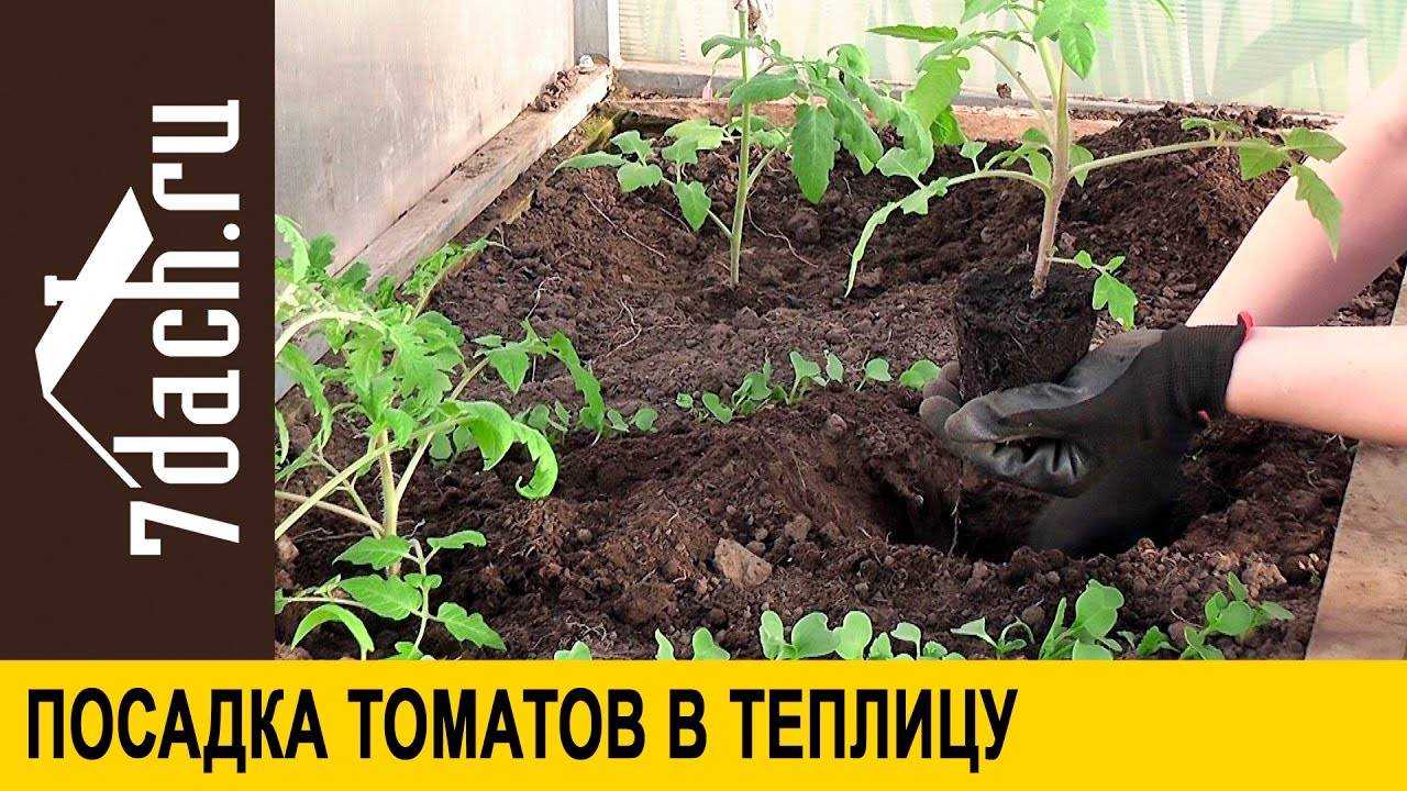 Как правильно высадить рассаду помидоров в теплицу и в огород: все секреты дачников