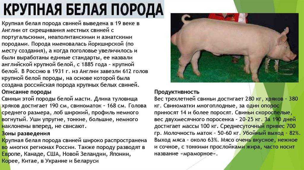 ᐉ русская крупная белая порода свиней: характеристика, фото и внешний вид - zooon.ru