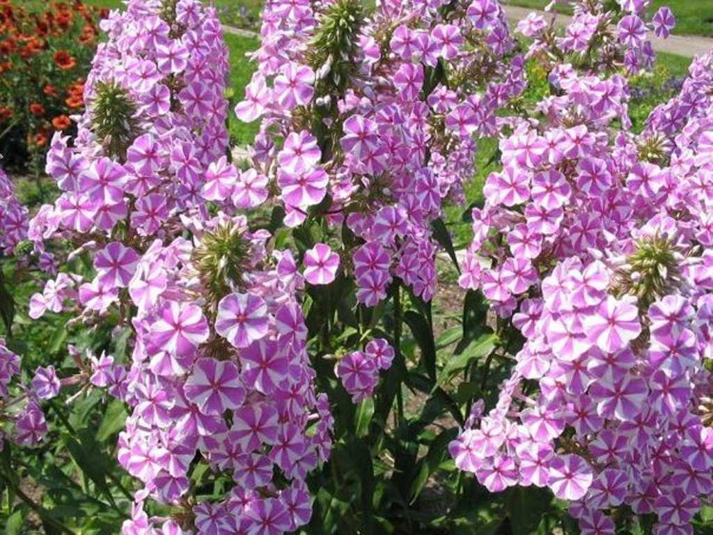 Всё о флоксах: от выбора сорта до условий выращивания