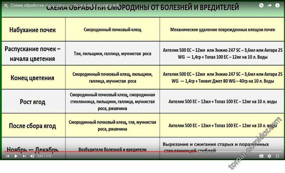 ᐉ мозаика листьев  растений, как лечить - roza-zanoza.ru