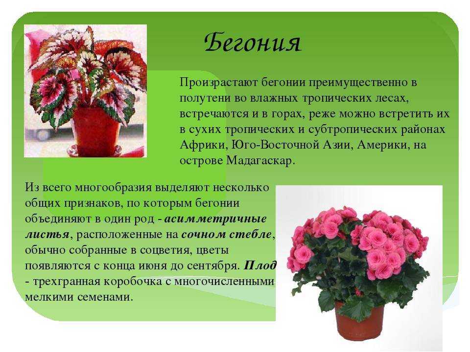 Бегония Густав Линд (Gustav Lind) - описание сорта, саженцы, фото и характерные особенности