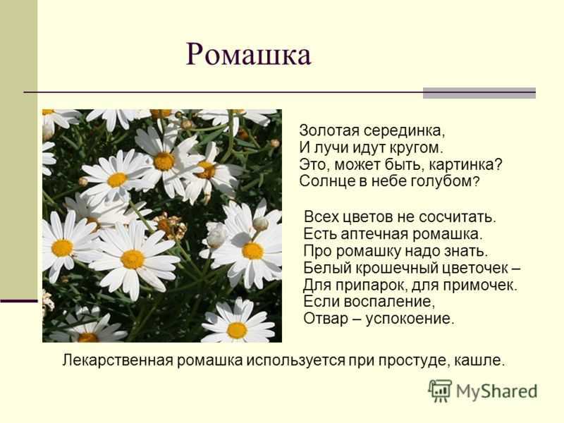 Ромашка садовая многолетняя: посадка и уход, выращивание в открытом грунте и сочетание с другими растениями в ландшафтном дизайне, фото