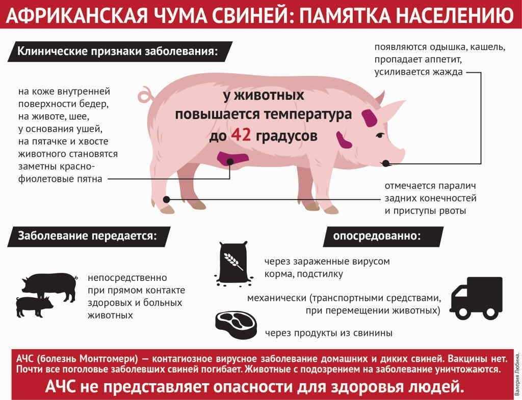 Африканская чума свиней: что это такое, симптомы вируса ачс, профилактика