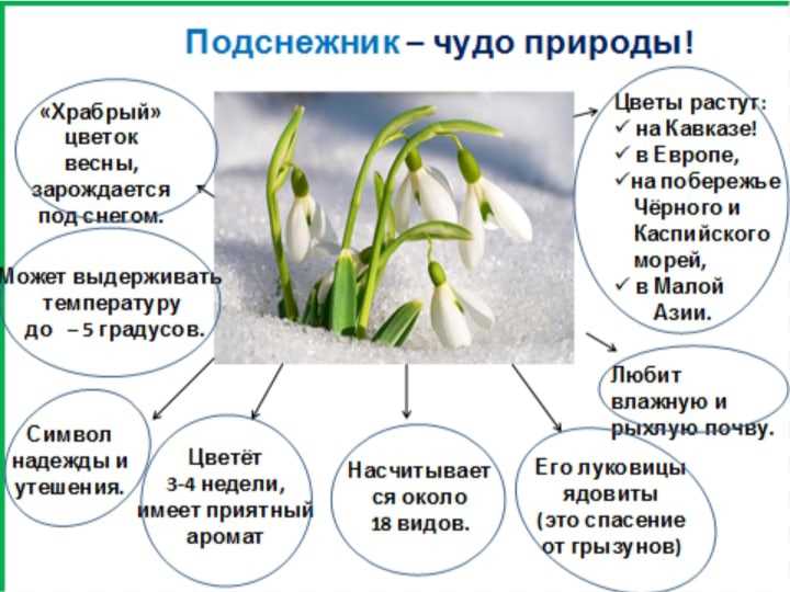 Томат подснежник — описание и характеристика, фото, отзывы, видео