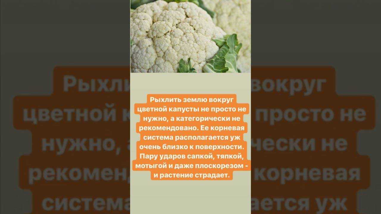 Подкормка капусты в открытом грунте: когда и какие удобрения использовать