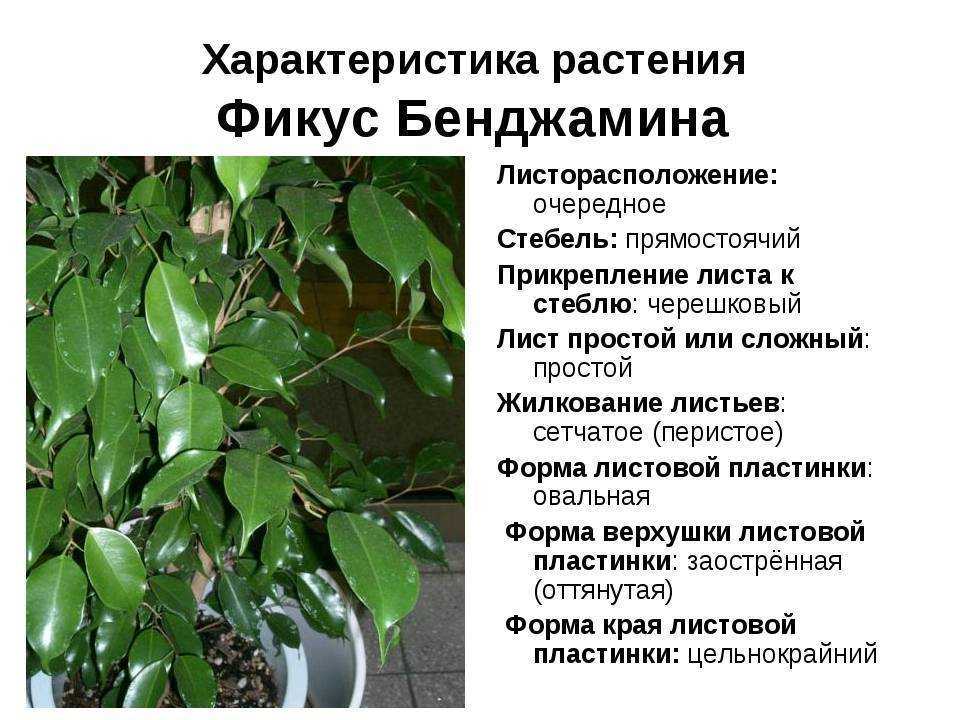 Бегония элатиор уход в домашних условиях