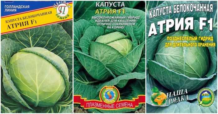 Капуста атрия (f1) – описание сорта, фото, отзывы