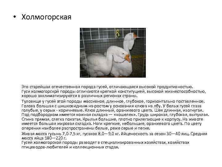 Холмогорские гуси: описание породы, уход, разведение, фото, видео