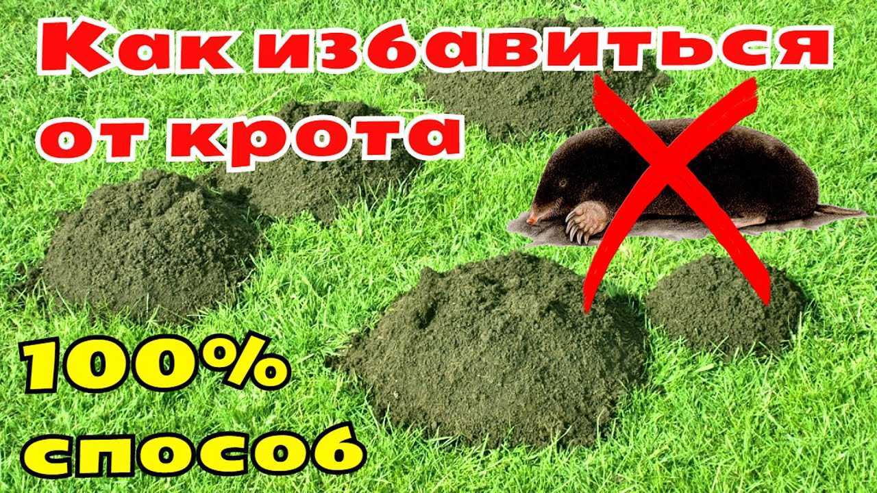 Как избавиться от кротов на участке