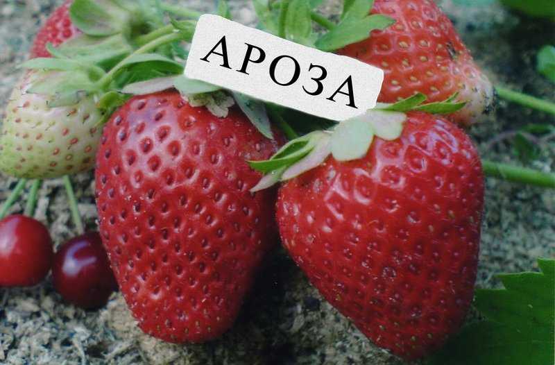 Клубника сорт ароза - описание, посадка, уход, отзывы