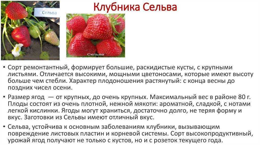 Клубника московский деликатес описание сорта фото отзывы