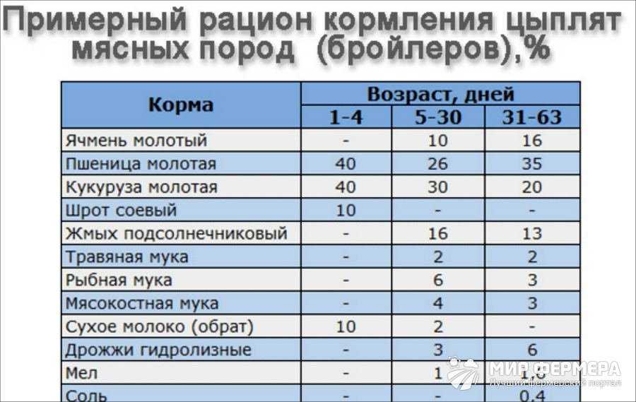 Какую траву можно давать курам-несушкам, а какую нельзя – фото и названия, полезные свойства