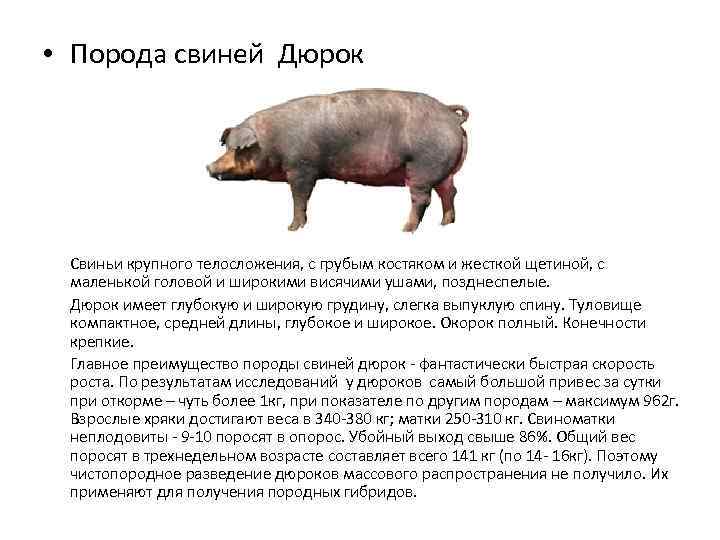 Дюрок порода свиней: характеристика, внешние особенности и условия выращивания