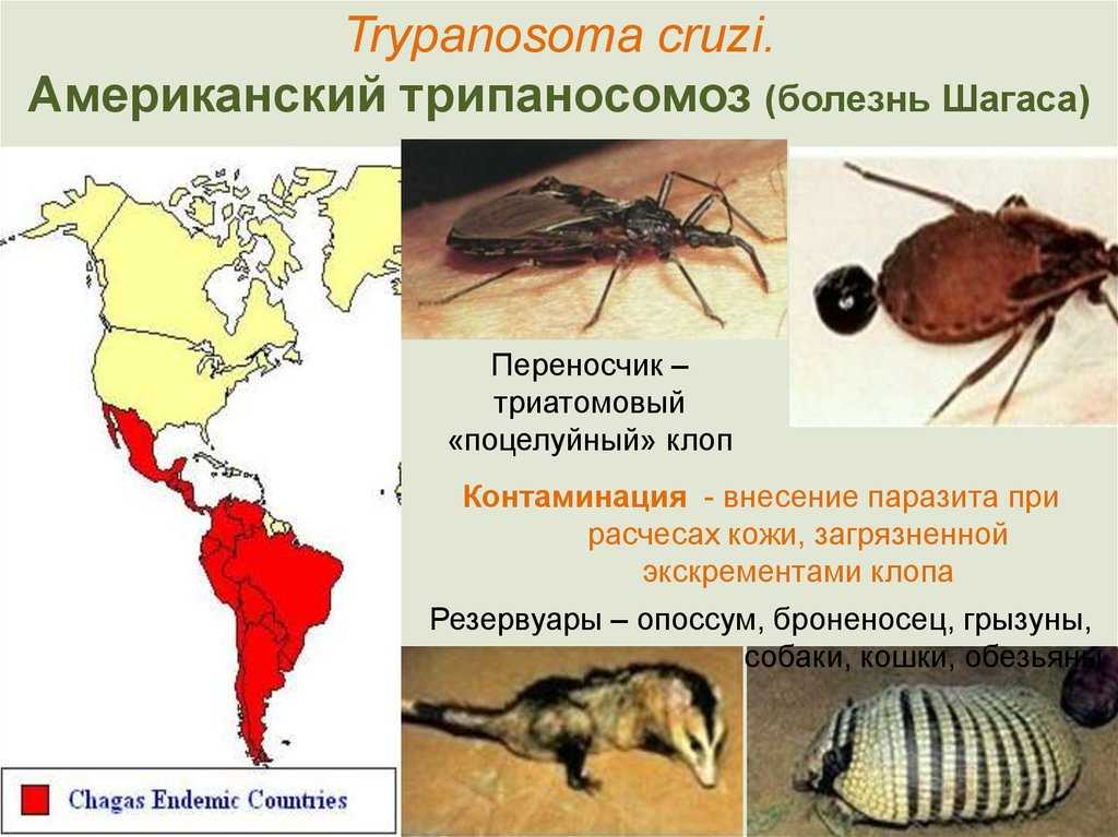Разница между мукором и ризопусом - разница между - 2023