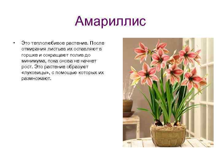 Гиппеаструм: описание, фото, уход в домашних условиях