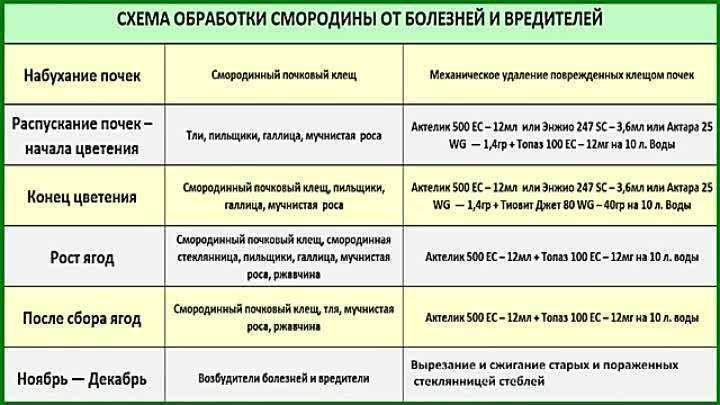 Весенний уход за чёрной смородиной