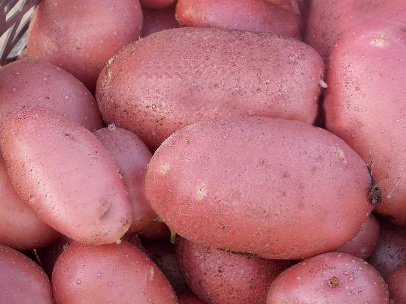 ᐉ сорт картофеля «весна белая» – описание и фото - roza-zanoza.ru
