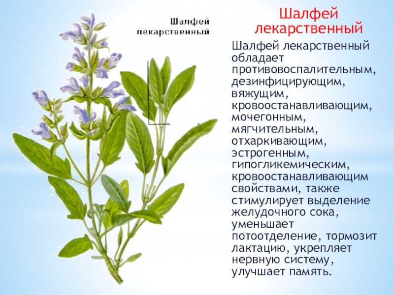 Шалфей -состав -польза -вред - рецепты - natural-cosmetology.ru