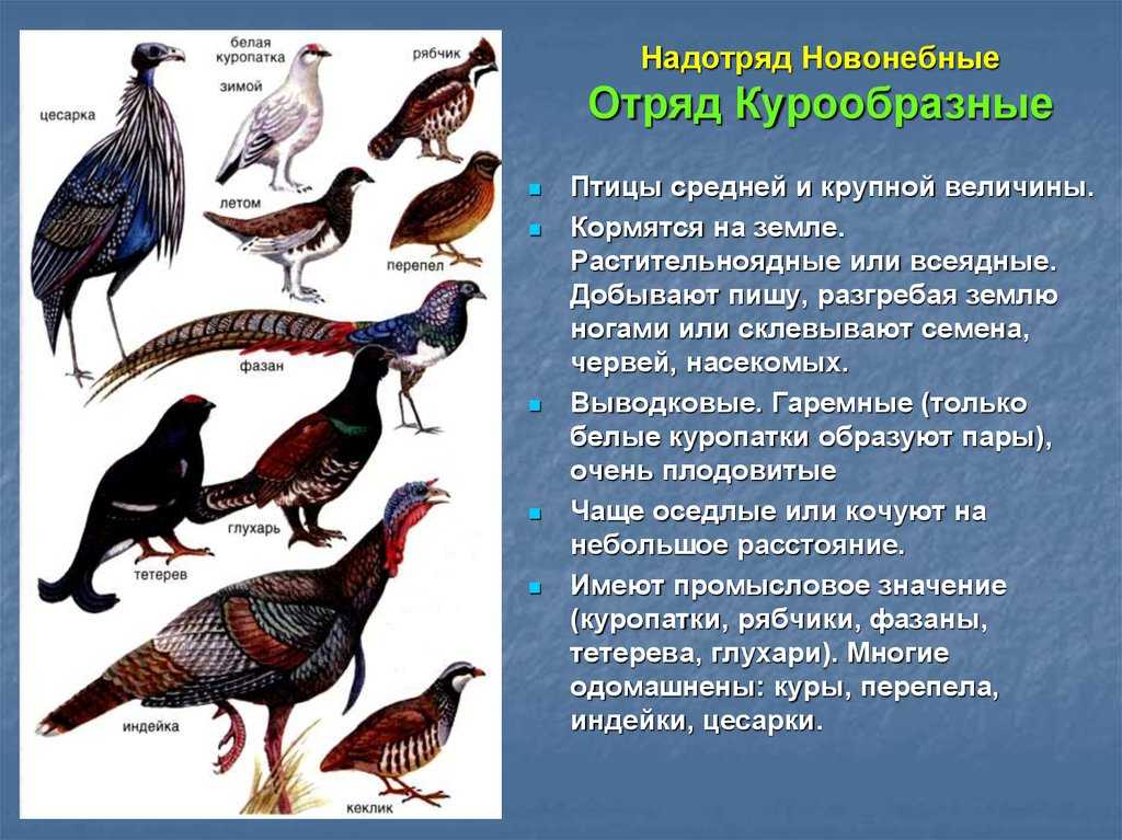 Цесарки: как отличить самку от самца
