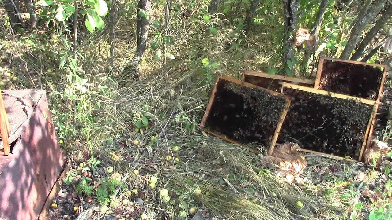 ✅ что делать с рамками после откачки меда, осушка сотов, как обсушить рамки