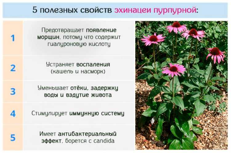 Эхинацея для иммунитета взрослым и детям: рецепт приготовления, как принимать