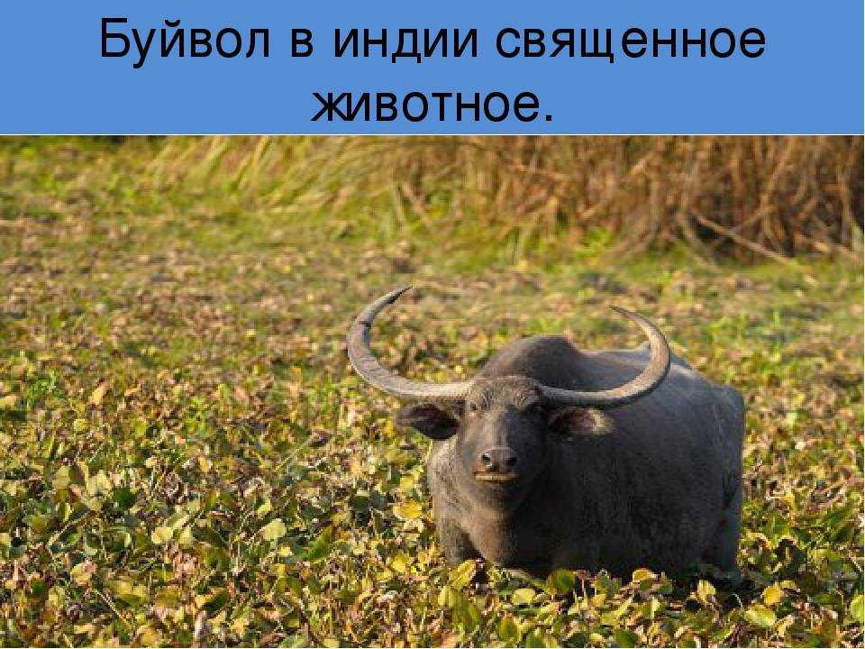 Все об индийском (азиатском, водяном) буйволе арни: подробная информация