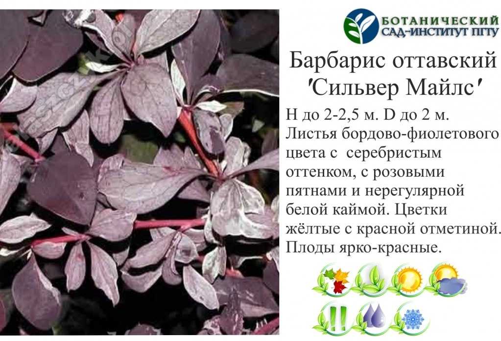 Правила посадки и ухода за барбарисом оттавским суперба в открытом грунте