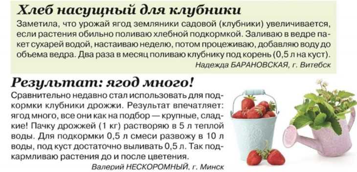Подкормка капусты народными средствами: дрожжами, борной кислотой, нашатырным спиртом, куриным пометом, крапивой, рассады, первая
