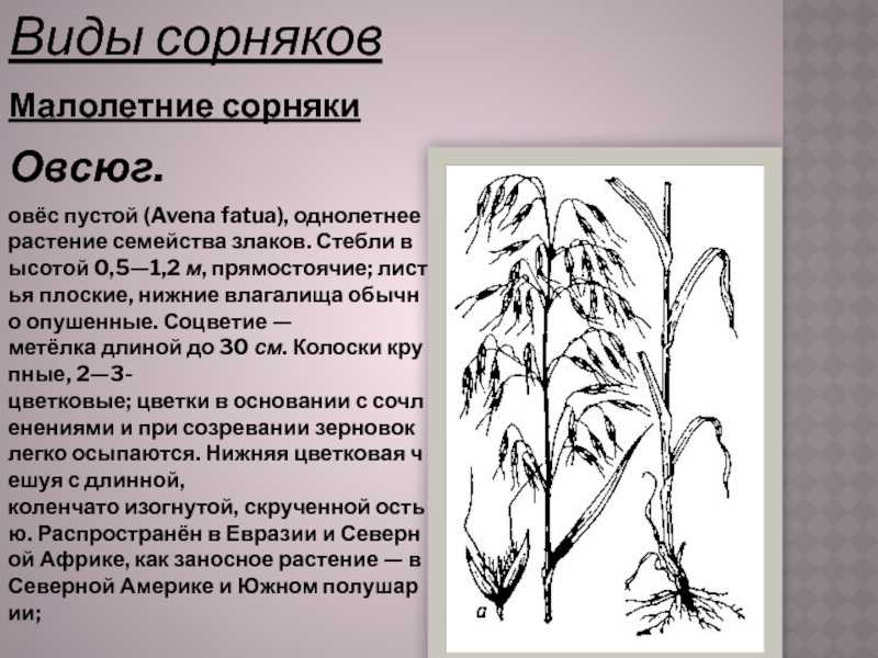 Ползучие сорняки фото и названия — сад и огород